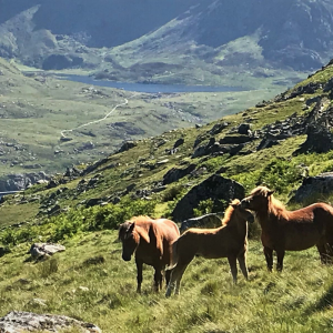 Welsh 15 Peaks Challenge