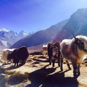 Everest Base Camp Trek