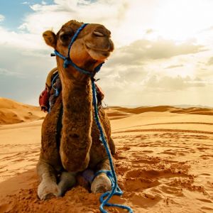 IAPWA & StreetVet Sahara Desert Trek
