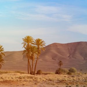 Adventure for Animals Sahara Desert Trek