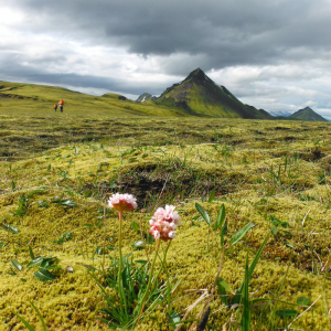 Laugavegur Trail Iceland Trek