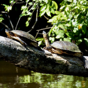 Costa Rica Coast to Coast Adventure