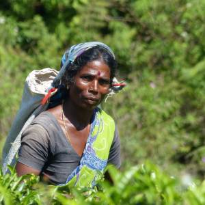 Top to Tail Sri Lanka Cycling Challenge