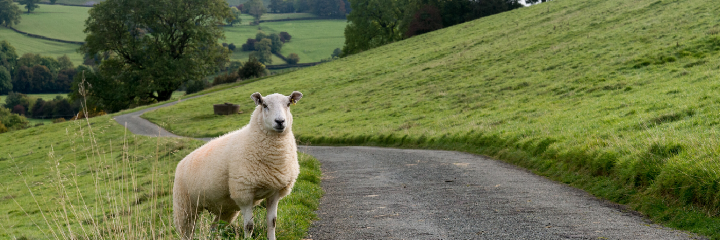 Adventurous Ewe 