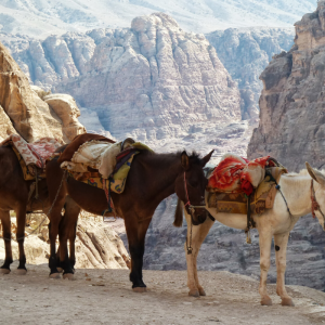 Trek to Ancient Petra, Jordan