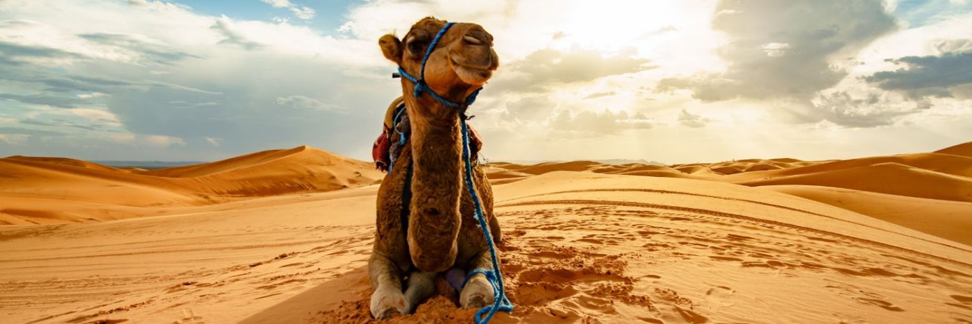 Sahara Desert Trek