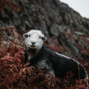 Adventuress in the Wild Scafell Pike Trek