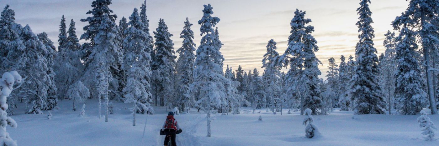 Finland Northern Lights Winter Wilderness 