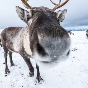 Finland Winter Wilderness Adventure