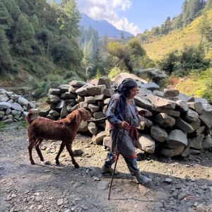 Taj, Temples & Trails of the Indian Himalayas