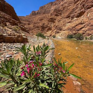 Mount Mgoun: Berber Trade Routes & Kasbahs Trek