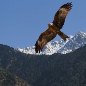 Taj, Temples & Trails of the Indian Himalayas