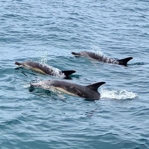 Scottish Coastal Sail & Swim Adventure