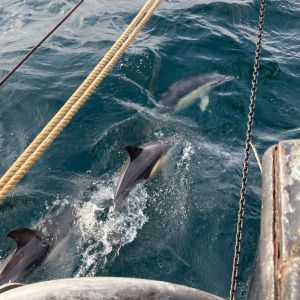 Scottish Coastal Sail & Swim Adventure