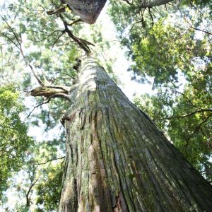 Kumano Kodō Japan Self-Guided Trek