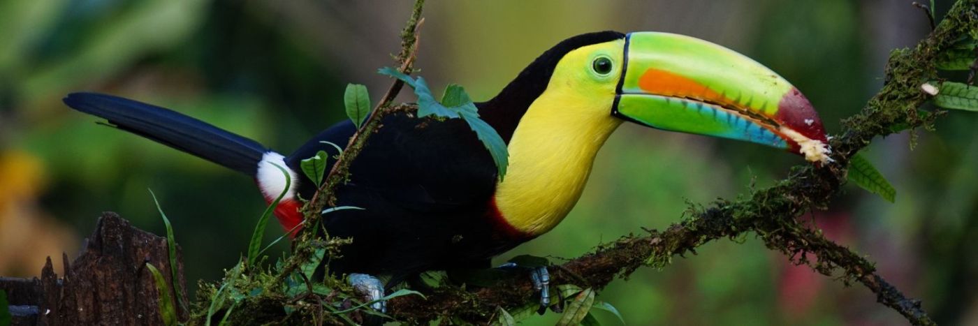 Discover Costa Rica