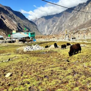 Yala Peak Expedition Nepal