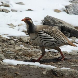 Climb Mera Peak Nepal