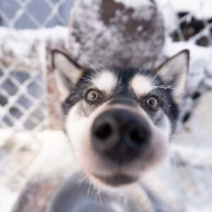 Finland Arctic Challenge