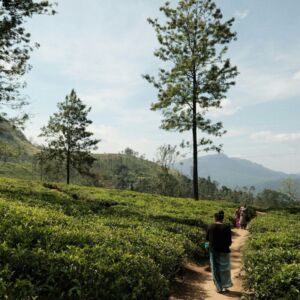 Sri Lanka Pekoe Trail Trek