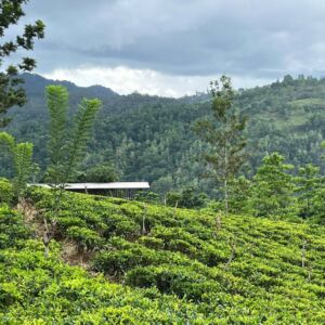 Sri Lanka Pekoe Trail Trek